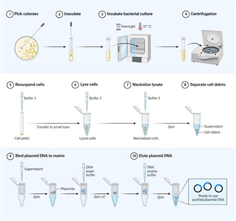 dna purification kit|dna purification protocol.